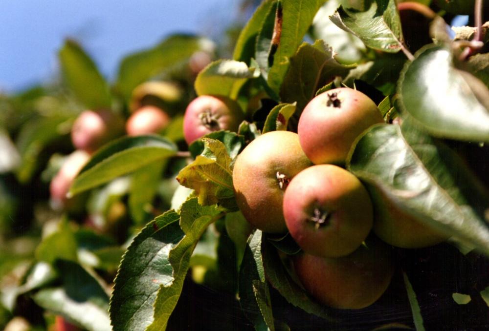 L'arboriculture L'arboriculture