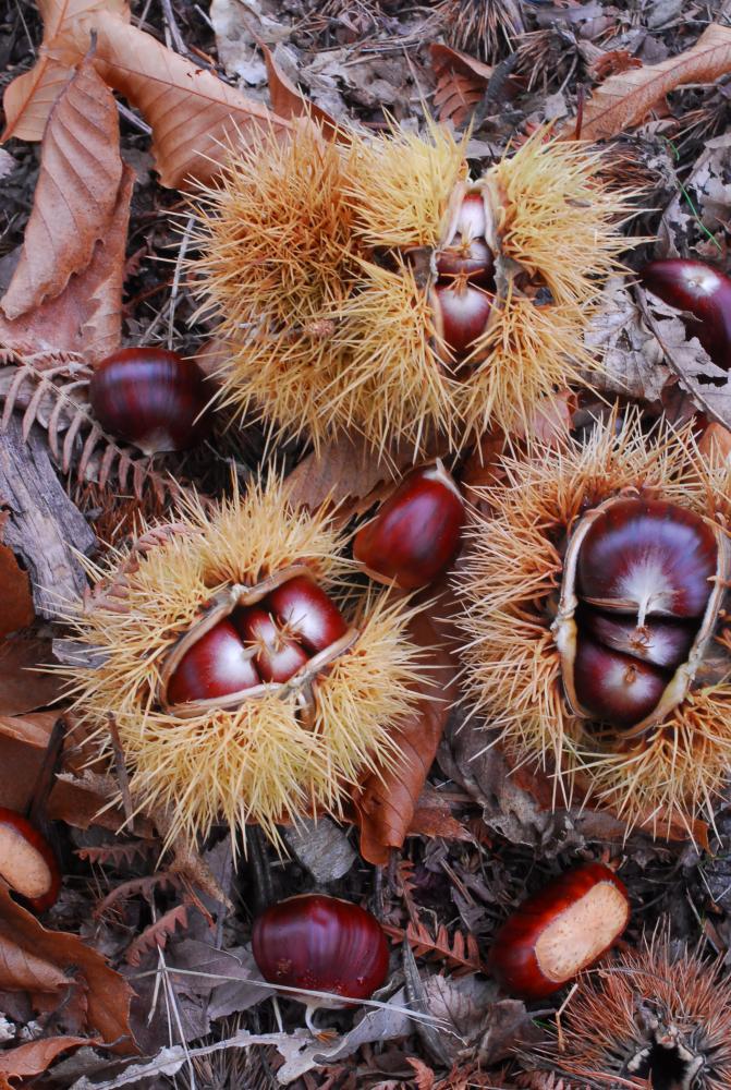 Castanéiculture Castanéiculture