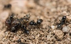 L’Université de Corse, Università di Corsica, en partenariat avec l’ODARC développe des solutions pour lutter contre la fourmi Tapinoma Magnum.