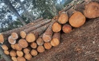 La forêt en débat