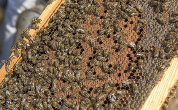 Apiculture : une étude sur la chute des rendements