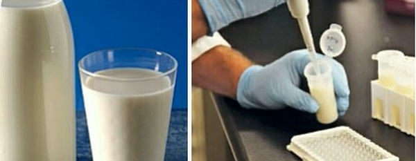 Quel système d'élevage pour un meilleur rendement en lait ?