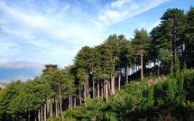 La gestion des forêts