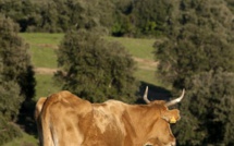 Filière bovine