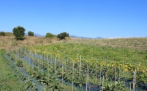 Ghjurnata tennica, un scambiu in giru à l'urtaglia biulogica