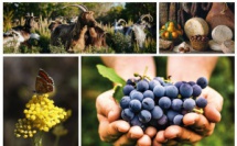 A strada di i sensi  A strada di i sensi