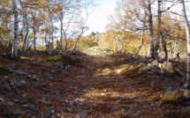 La Forêt Corse, quel Avenir ?