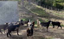 Capra Corsa, Capra VIVA - u mantenimentu di a filiera capruna