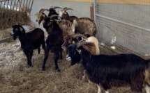 Un pôle de compétence en élevage Un pôle de compétence en élevage