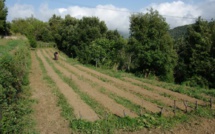 Aide simplifiée agricole