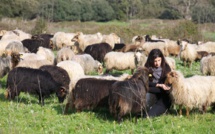 Une thèse et des expérimentations pour la production de lait de brebis Une thèse et des expérimentations pour la production de lait de brebis