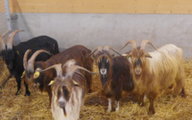 Vente de boucs de race corse à Altiani