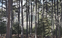 A l'initiative de l'ODARC, réalisation d'une étude portant sur les bois d'oeuvre et bois techniques en Corse