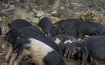 Création d'un pôle viande