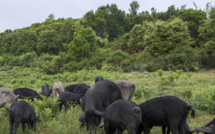 Appel à Projet 4.1.2 : Biosécurité Porcine.