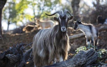 La revue « Ethnozootechnie » consacre un article à la filière caprine corse. La revue « Ethnozootechnie » consacre un article à la filière caprine corse.