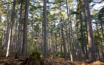 Construire en bois certifié LIGNUM CORSICA