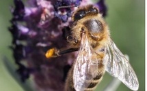 R&amp;D à l'ODARC : une nouvelle mission de recherche sur les liens entre les évolutions climatiques et les rendements mellifères