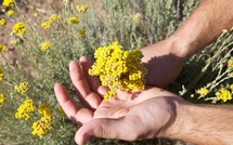 Contributions à la caractérisation de l'Huile essentielle d'immortelle de Corse