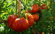 la commune de Serra di Fium’Orbu lance une offre aux fins de relancer l’agriculture sur son territoire