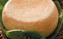 Etude d’un fromage corse typique : u casgiu venachese