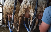 Création d’un nouvel espace bergerie avec hangar agricole